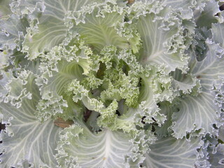 Kale or Leaf cabbage plants