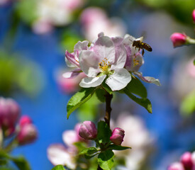 Kwitnąca jabłoń wiosną - obrazy, fototapety, plakaty