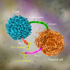 Immune checkpoint inhibitors in cancer treatment - obrazy, fototapety, plakaty