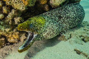 Moray eel Mooray lycodontis undulatus in the Red Sea, eilat israel
