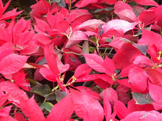 Red leaves of Poinsettia plant