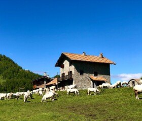 mucche al pascolo davanti alla baita di montagna