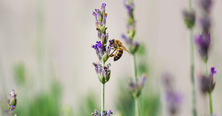 lavender flowers in the garden