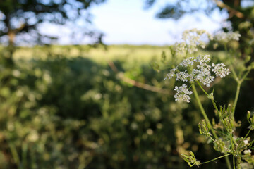 blooming tree in spring