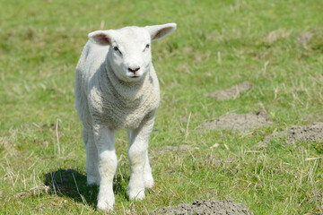 Obraz premium cute white sheep lamb running on meadow