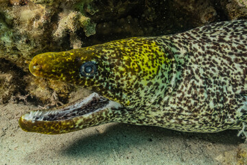 Moray eel Mooray lycodontis undulatus in the Red Sea, eilat israel
