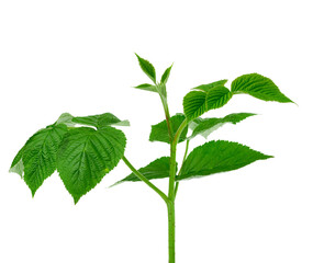 raspberry branch with green leaves isolated on white background, young