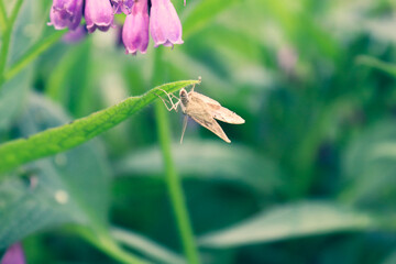Butterfly on Flower
