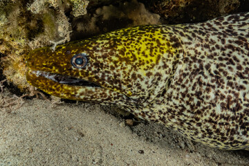 Moray eel Mooray lycodontis undulatus in the Red Sea, eilat israel

