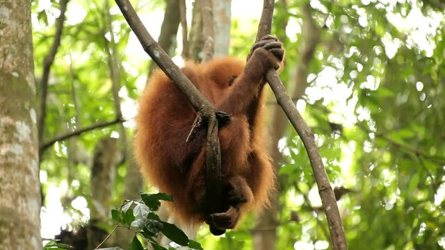 Young wild orangutan