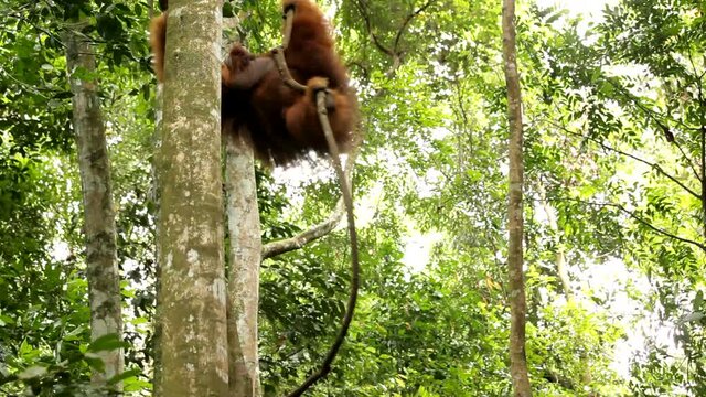 Two wild orangutans in Indonesian rainforest