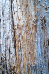 Close-up of the bark of the Melaleuca tree also known as Paperbark Tree, near Darwin in the Northern Territory of Australia