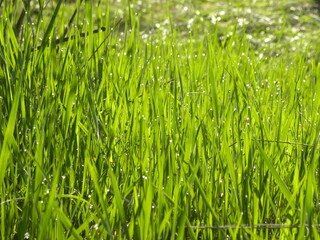 
Drops of rossa on the grass