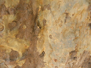 Brown and yellow tree bark textured background