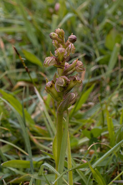 Frog Orchid 
Coeloglossum viride / Dactylorhiza viridis 