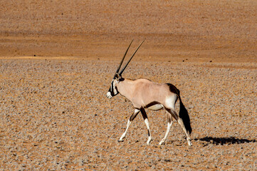 It's Antelope the Namibia desert, Sossuvlei, Africa.