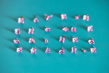 purple lilac flowers lying on a turquoise background