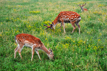 Naklejka na ściany i meble A deer family grazes in a green meadow in the wild. big. foreground