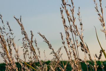 Wheat field with sky at sunset