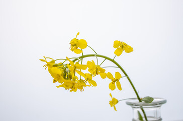  canola flower on a white background in a vase