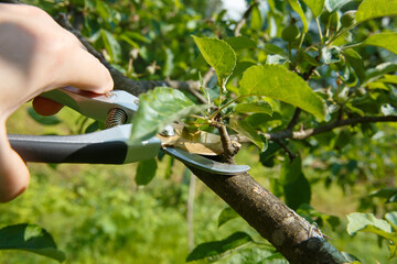 Seasonal pruning by pruners of young fruit trees