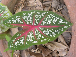 Big green leaf with red veins, white spots of Caladium or Heart of Jesus or Elephant ear or Angel Wings plant