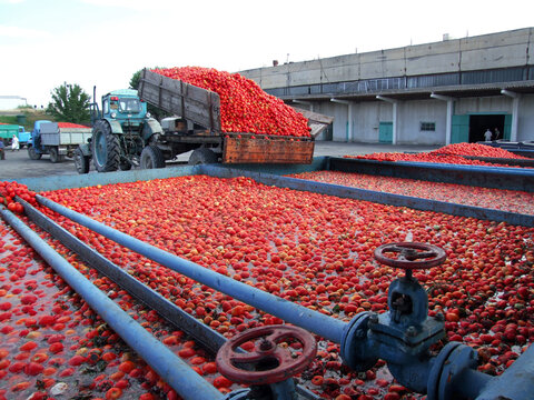Tomato processing