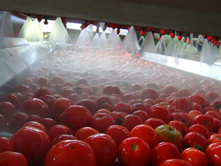 Tomato processing