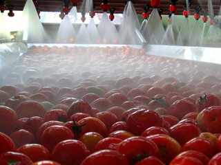 Tomato processing