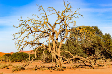 Fototapeta premium It's Spectacular landscape of the Namibia desert, Sossuvlei, Africa.