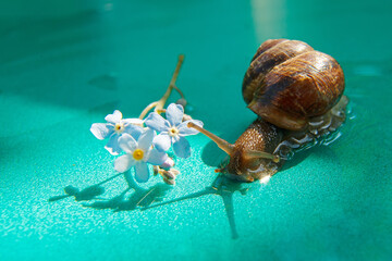 A snail creeps on a green wet surface.