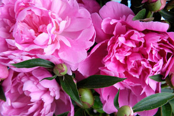 Close-up of pink peony buds with foliage flower