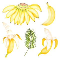 Hand drawn watercolor illustrations of yellow bananas fruits set with banana flower and areca palm