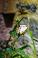 rose against a stone wall, yellowish rose, rosebud. White Rose