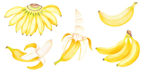 Hand drawn watercolor illustrations of yellow bananas fruits set. 