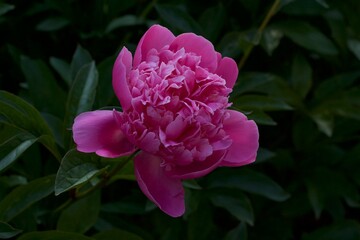 Flower peonies from the Garden of Eden. They have a divine aroma. They fascinate and inspire.