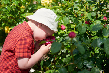 Little cute boy in panama sniffs a rose bush.