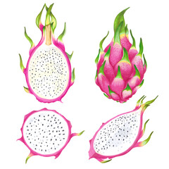 Hand drawn watercolor marker illustrations of dragon fruits pitaya set.