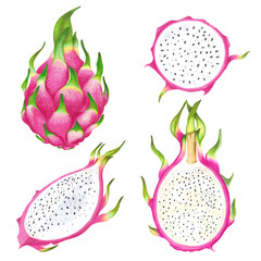 Hand drawn watercolor  illustrations of dragon fruits pitaya set.