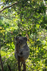 ‎Koala hanging on the tree at Coombabah Park in Gold Coast. Australia. July ‎18, ‎2019