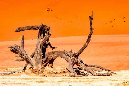 It's Dead Acacia erioloba in the Dead Vlei (Dead Valley), Namibia Desert, Africa