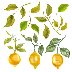 Hand drawn watercolor illustrations of yellow lemon fruits set.