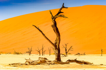 It's Dead Acacia erioloba in the Dead Vlei (Dead Valley), Namibia Desert, Africa