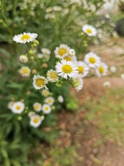 White flowers in the middle, yellow flowers in full bloom.