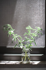 plant in a vase, salvia divinorum, morning sun in the window