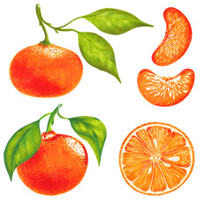 Watercolor illustration of colorful mandarin, tangerine, orange set. Hand drawn. Isolated on white background