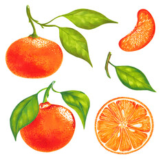 Watercolor illustration of colorful mandarin, tangerine, orange set. Hand drawn. Isolated on white background