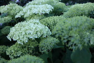 Young blossoms of Hydrangea arborescens "Annabelle" 