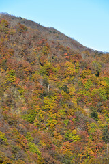 Red leaves in Nikko, Japan