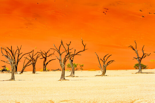 It's Dead Acacia erioloba in the Dead Vlei (Dead Valley), Namibia Desert, Africa © Anton Ivanov Photo